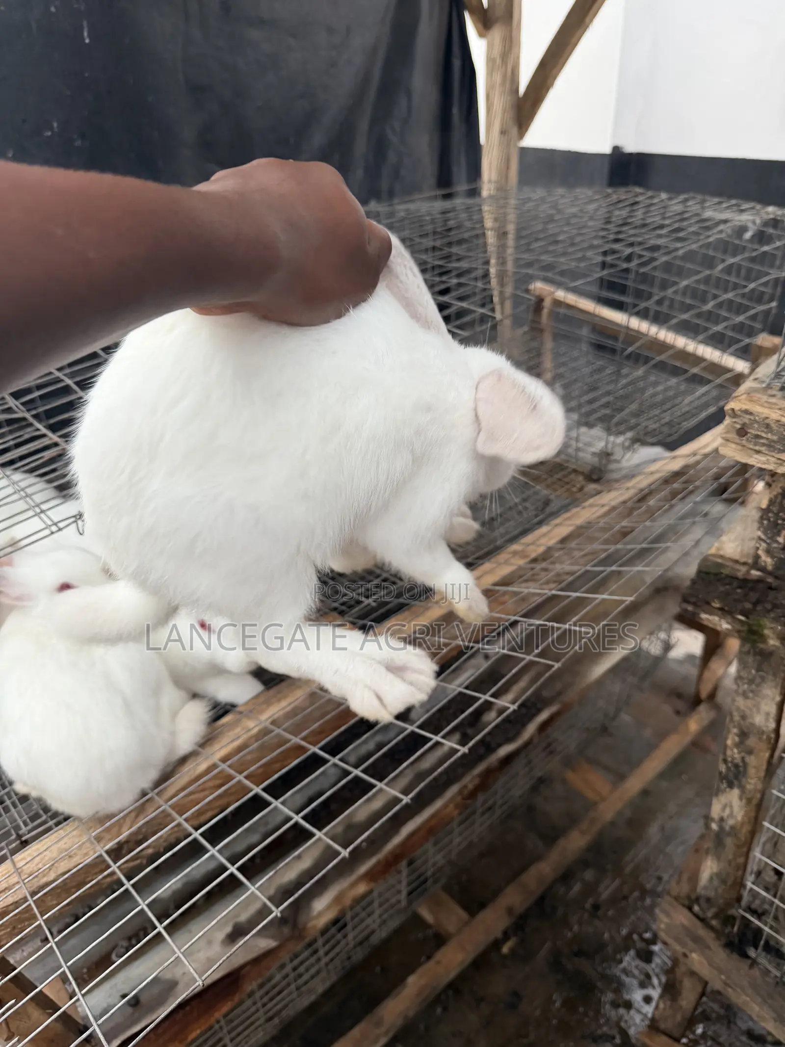 3 to 4 Months Old Rabbits