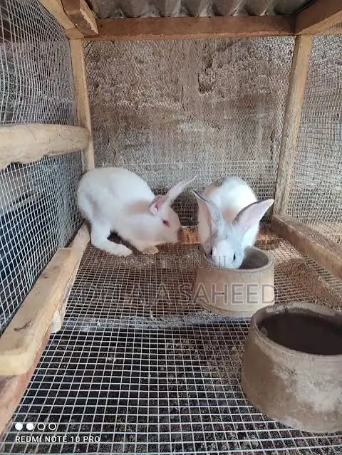 Rabbit for Sale