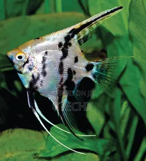Angelfish 2–2.5” Body – Live Elegant Freshwater Aquarium Fish