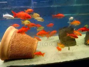 Live Goldfish Perfect for Tanks Aquariums – 0.75 to 1.5 Inches