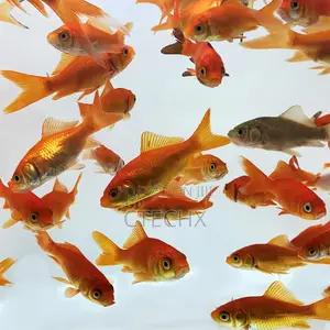 Live Goldfish Perfect for Tanks Aquariums – 0.75 to 1.5 Inches