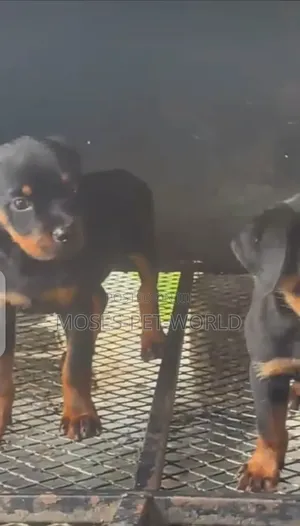 1-3 months Female Purebred Rottweiler