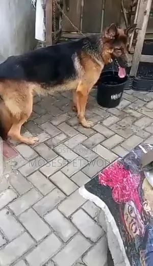 1+ year Male Purebred German Shepherd