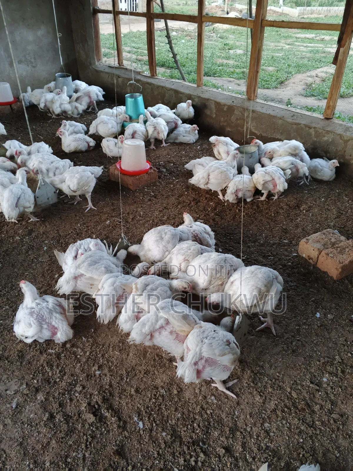Broiler Birds