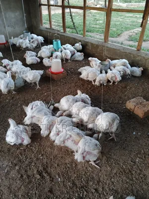 Broiler Birds