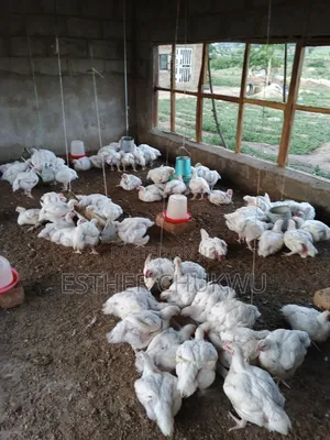 Broiler Birds