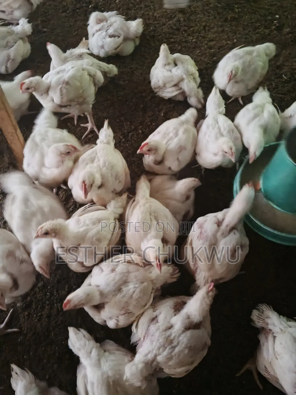 Broiler Birds