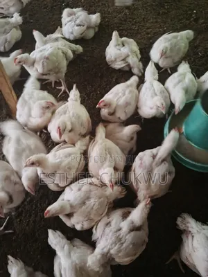 Broiler Birds