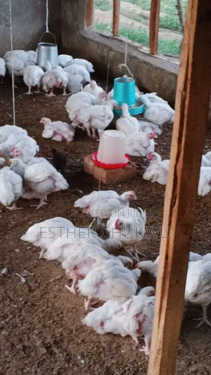 Broiler Birds