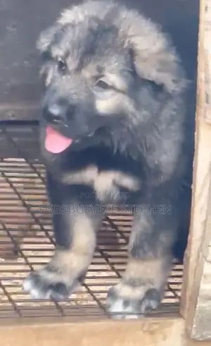 1-3 months Male Purebred Caucasian Shepherd