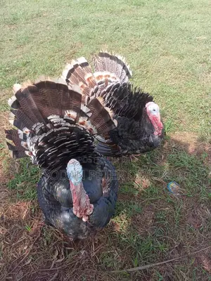 Mature Hybrid Male and Female Turkey for Sale
