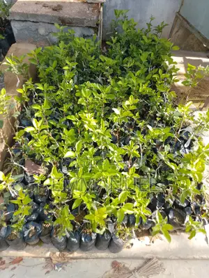 Apple Seedlings