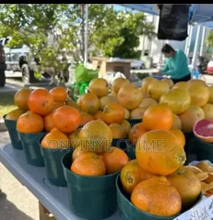 Honeybell Orange Seedlings
