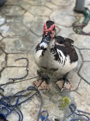 Duck for Sale in Lagos