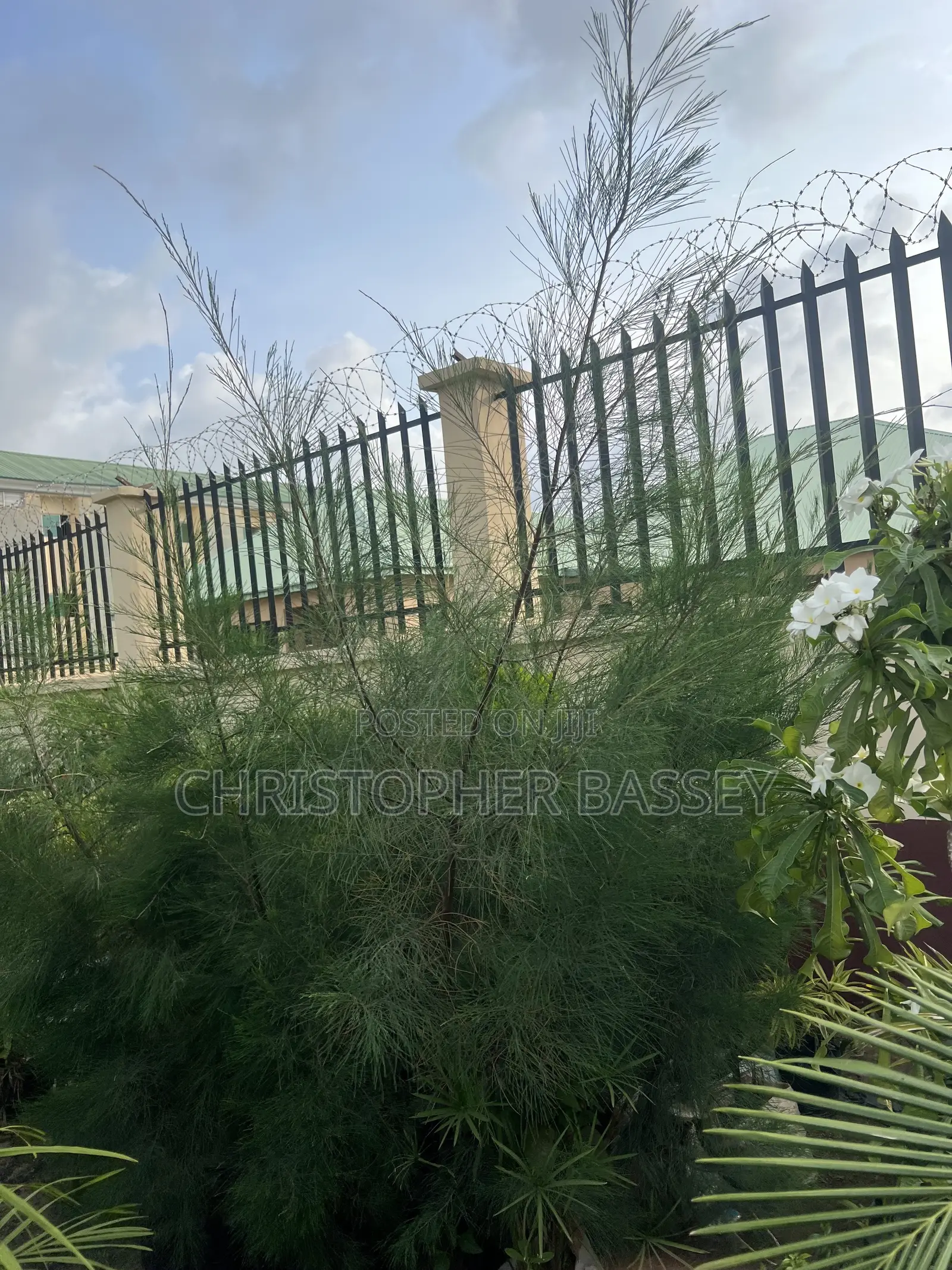 Casuarina Cunninghamiana