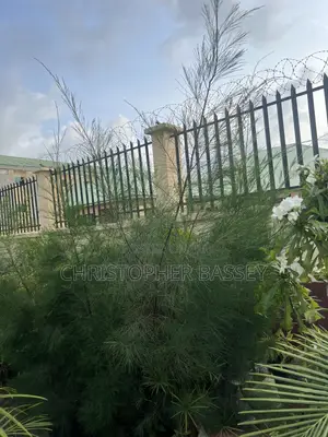 Casuarina Cunninghamiana