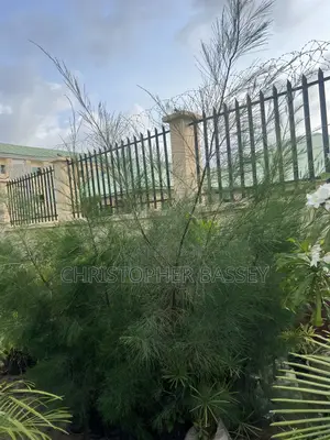 Casuarina Cunninghamiana