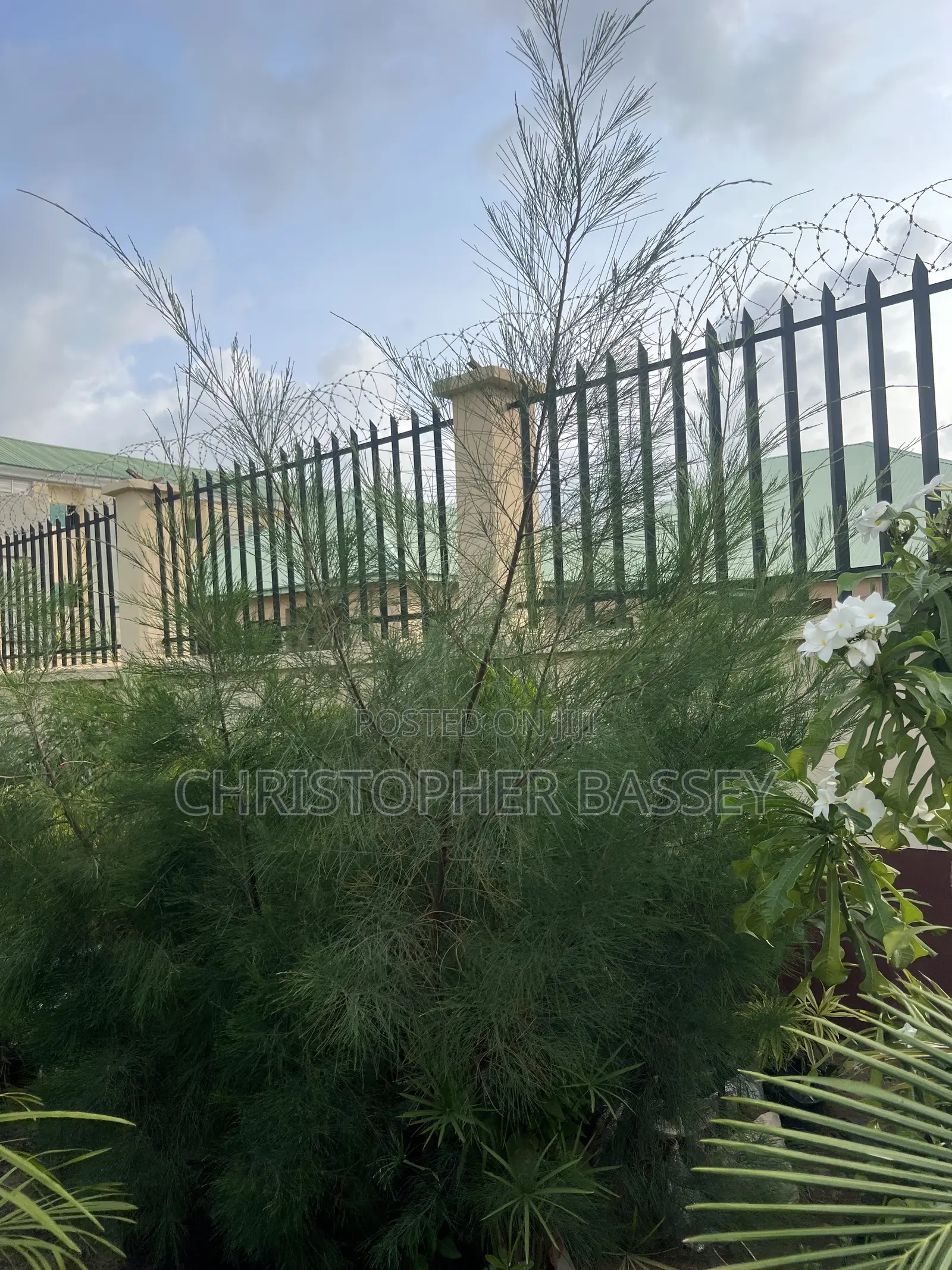 Casuarina Cunninghamiana