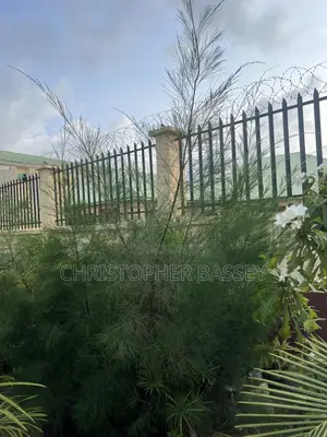 Casuarina Cunninghamiana