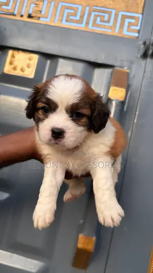 1-3 months Female Purebred Lhasa Apso