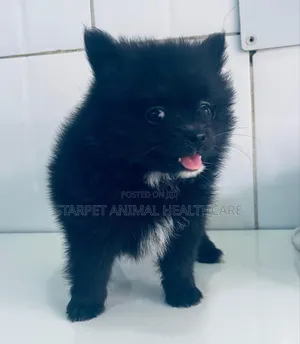 1-3 months Male Purebred Pomeranian