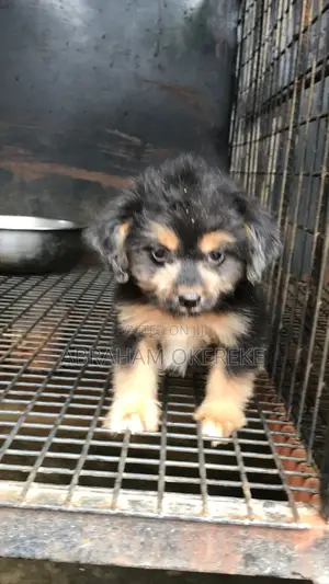 1-3 months Male Purebred Lhasa Apso