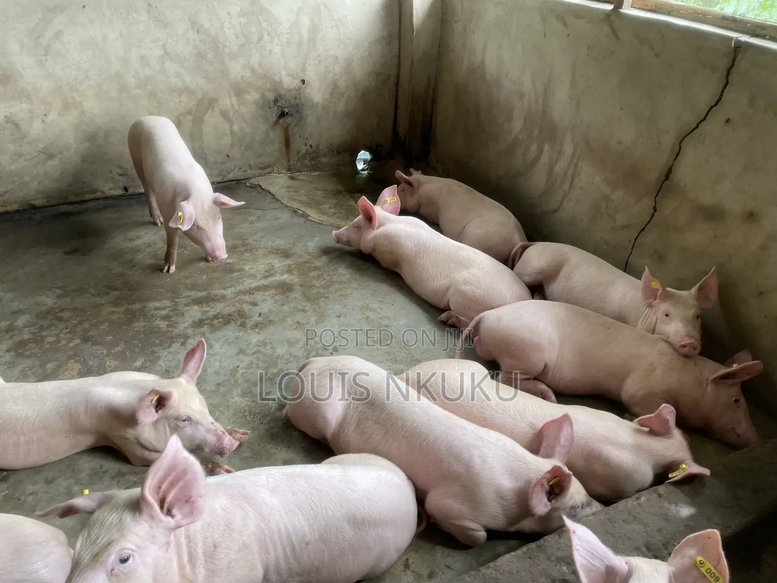 Highbreed Pig