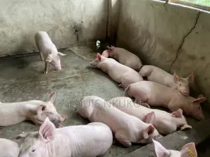 Highbreed Pig