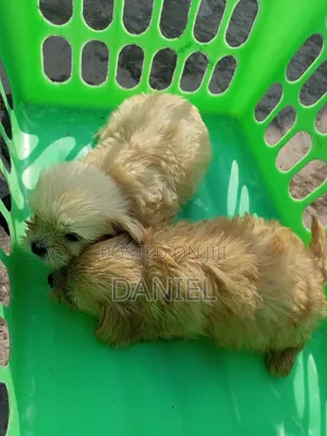 1-3 months Female Purebred Lhasa Apso