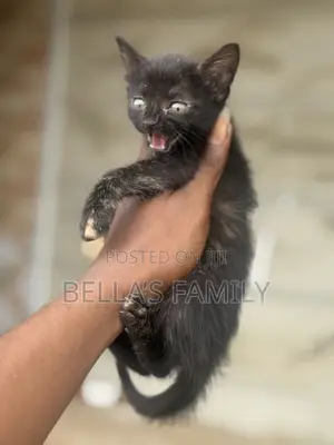 1-3 months Male Purebred American Shorthair