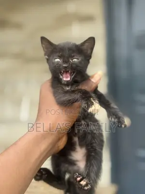 1-3 months Male Purebred American Shorthair