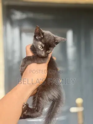 1-3 months Female Purebred American Shorthair