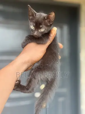 1-3 months Female Purebred American Shorthair