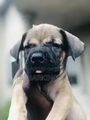 1-3 months Female Purebred Boerboel
