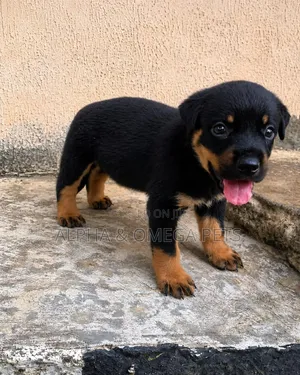 1-3 months Male Purebred Rottweiler