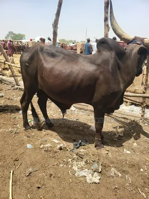 Cow for Meat