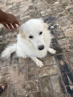 1+ year Male Purebred American Eskimo