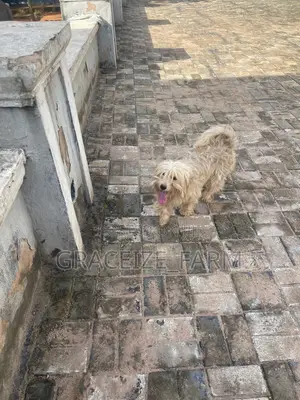 1+ year Male Purebred Lhasa Apso