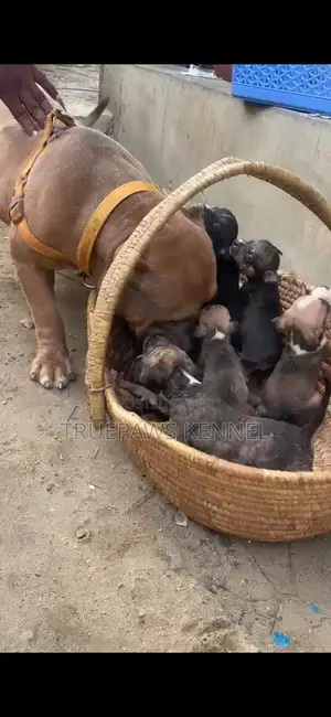 1-3 months Female Purebred American Bully