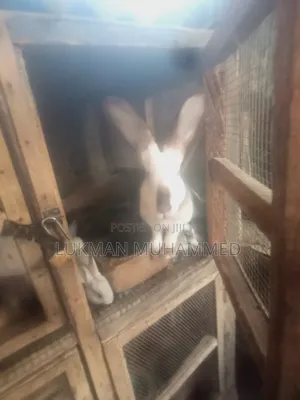 Rabbits Enterprise