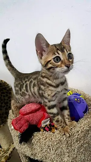 1-3 months Male Purebred Bengal