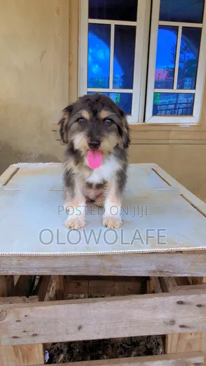 3-6 months Male Purebred Lhasa Apso