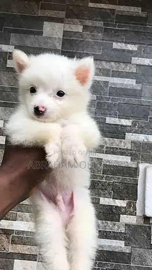 1-3 months Male Purebred American Eskimo