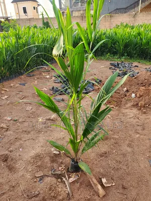 Palm Seedling