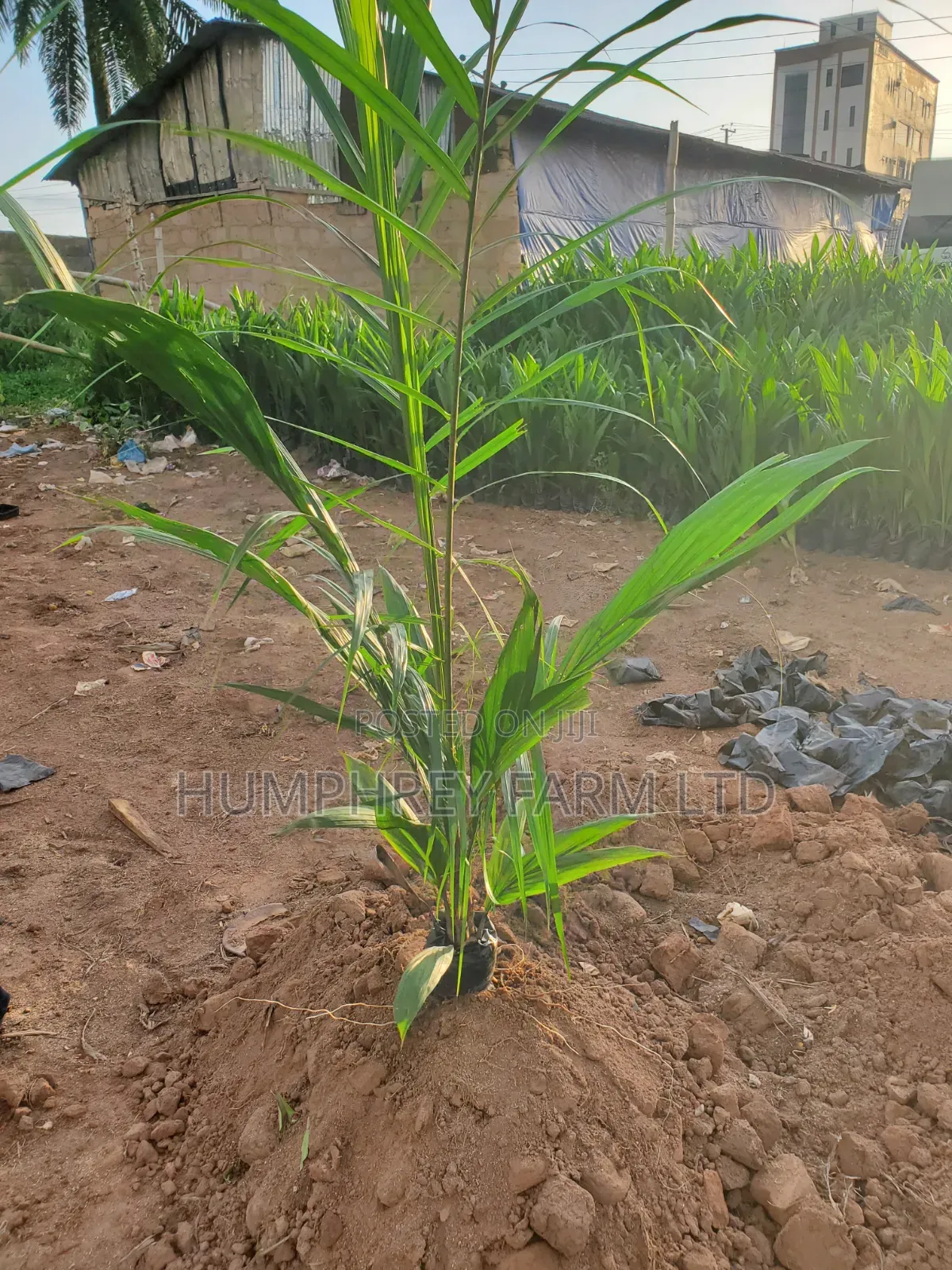 Palm Seedling