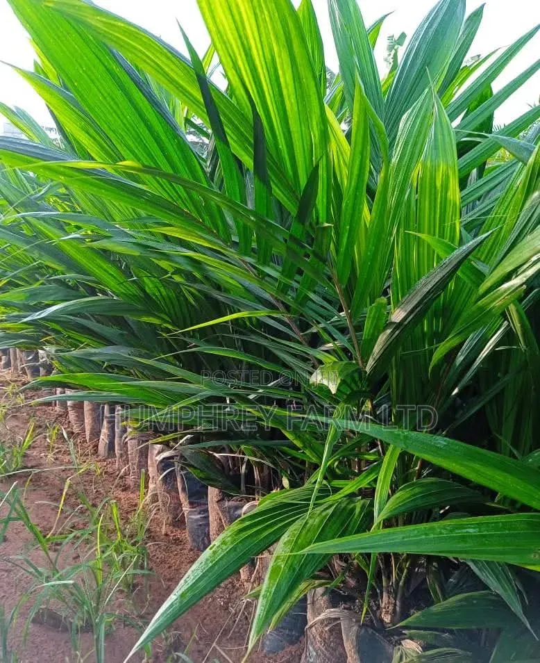 Palm Seedling