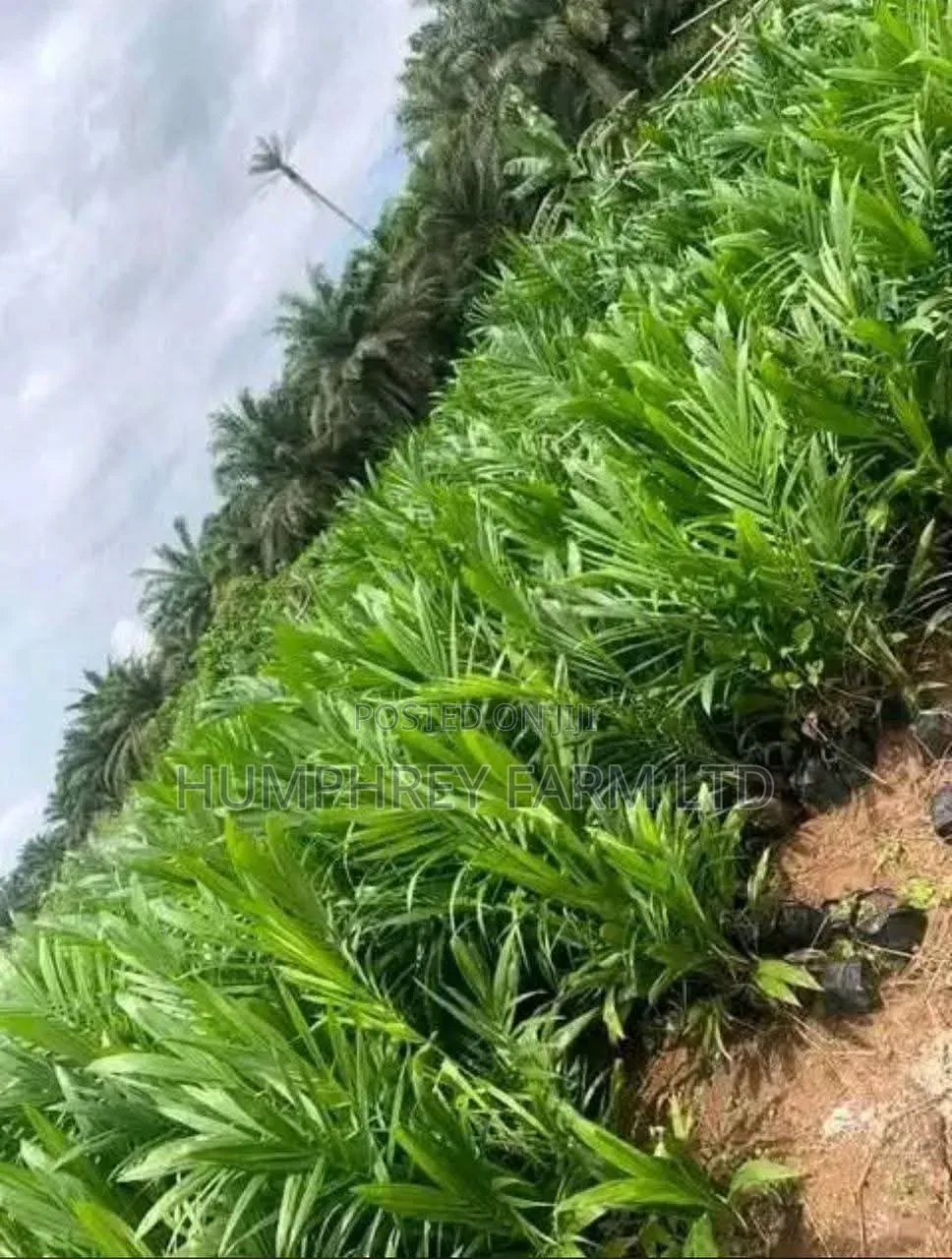 Palm Seedling