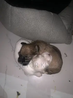 0-1 month Female Purebred Lhasa Apso