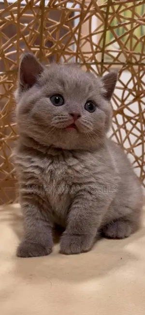 1-3 months Female Purebred British Shorthair