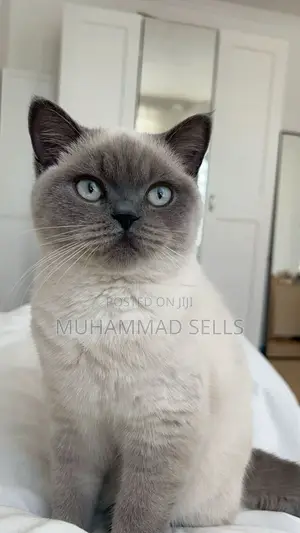 3-6 months Female Purebred British Shorthair